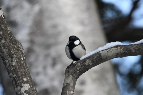 DSC_0461.JPG