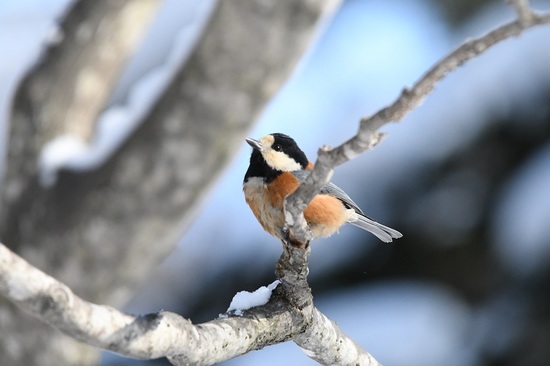 DSC_0462.JPG