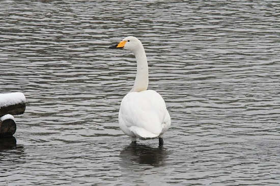 DSC_0601.JPG