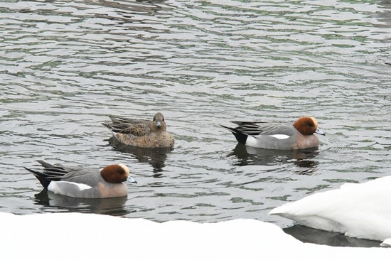 DSC_0602.JPG