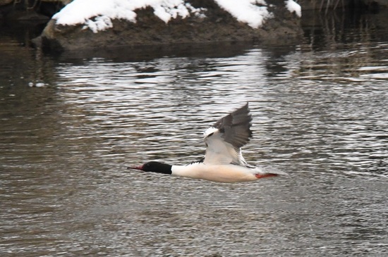 DSC_0604.JPG