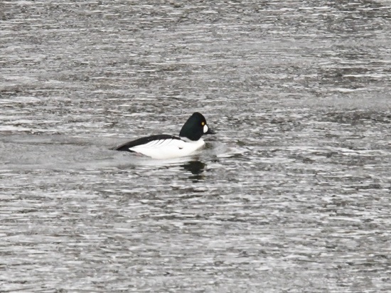 DSC_0605.JPG