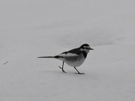 DSC_0608.JPG