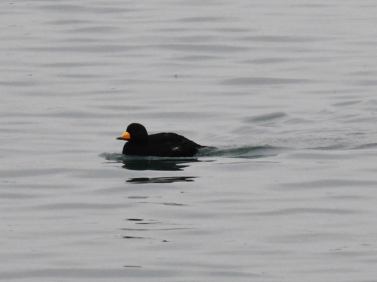 DSC_1005.JPG