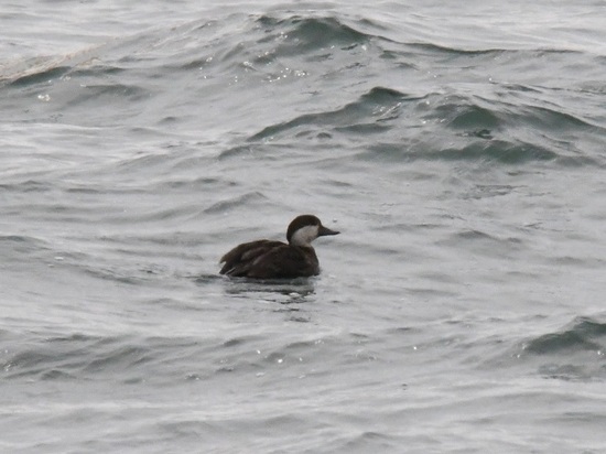 DSC_1025.JPG