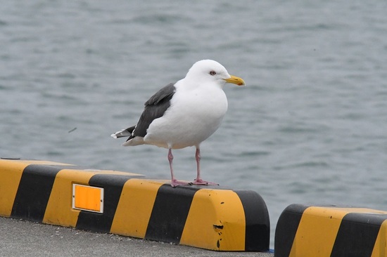 DSC_1030.JPG
