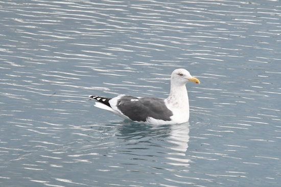 DSC_1043.JPG
