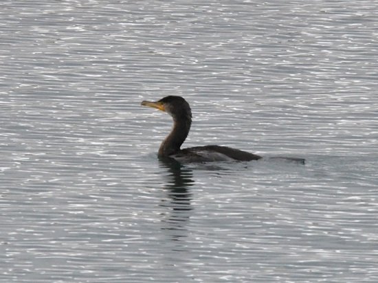 DSC_1046.JPG