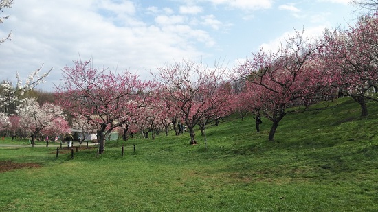 DSC_2003.jpg