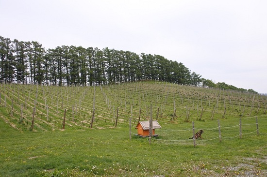 DSC_4700.JPG