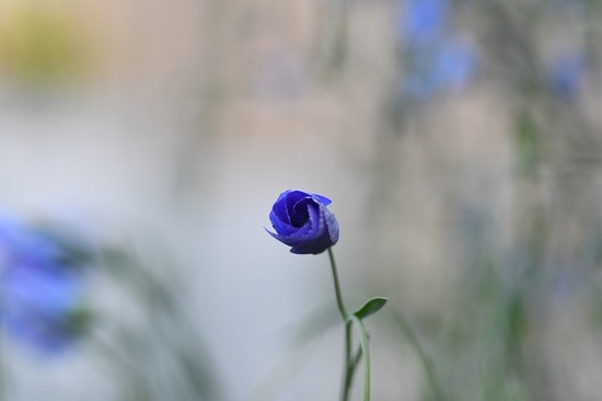 DSC_4270.JPG