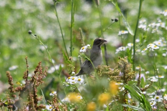 DSC_0022.JPG