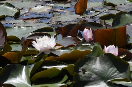 DSC_0042.JPG