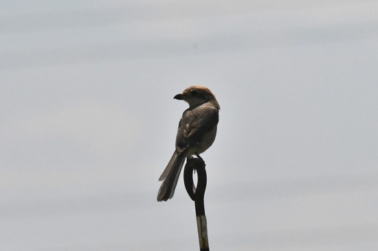 DSC_0048.JPG