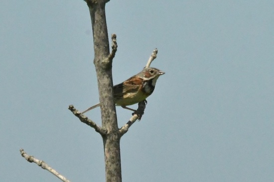 DSC_0061-2.JPG