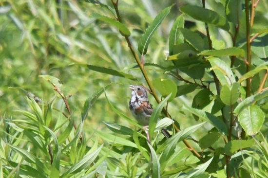 DSC_0061.JPG