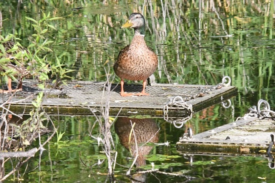 DSC_4001.JPG