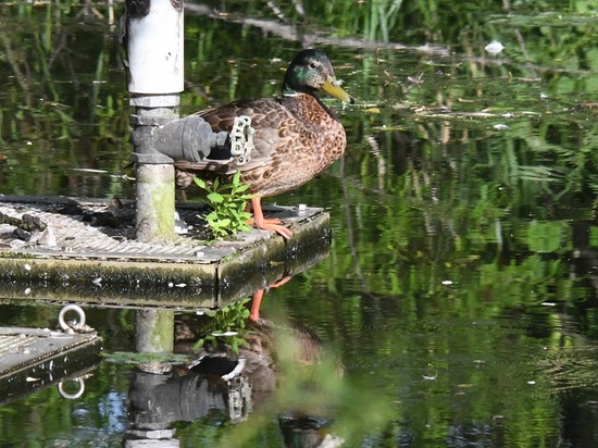 DSC_4002.JPG