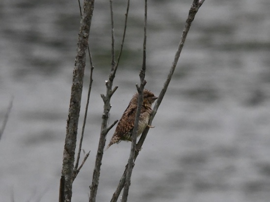 DSC_4159.JPG