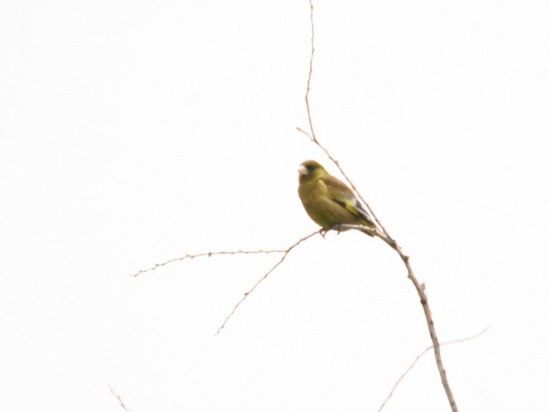 DSC_4164.JPG