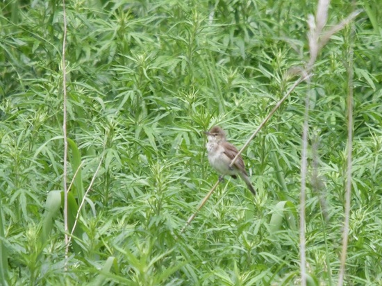 DSC_4170.JPG