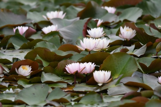 DSC_3011.JPG