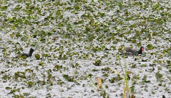 DSC_3063.JPG