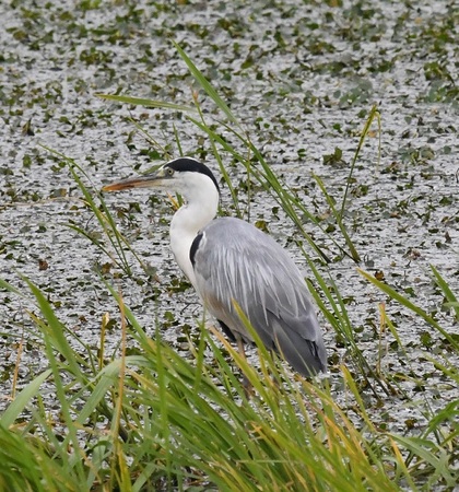 DSC_3064.JPG