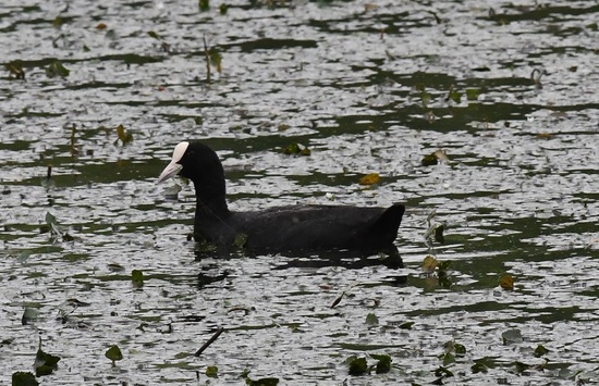 DSC_3065.JPG