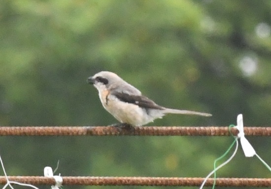DSC_3066.JPG