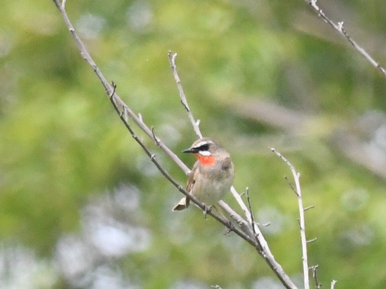 DSC_3076.JPG