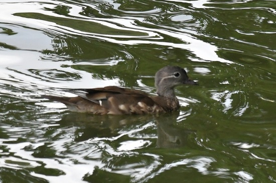DSC_3060.JPG