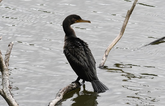 DSC_3070.JPG