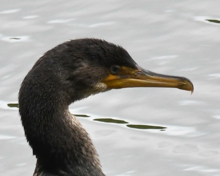 DSC_3072.JPG