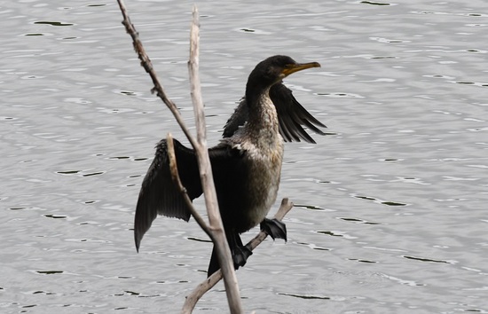 DSC_3080.JPG