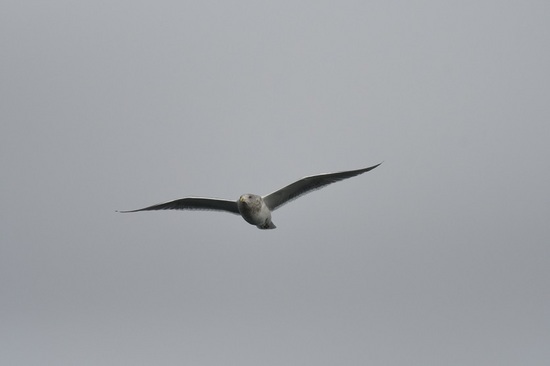 DSC_0079.JPG