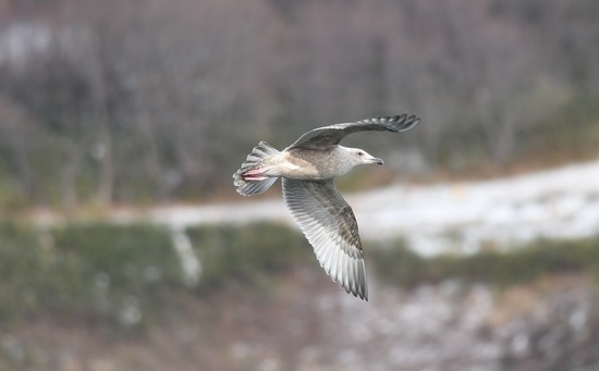 DSC_0082.JPG