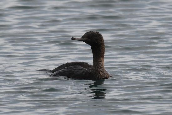 DSC_0092.JPG