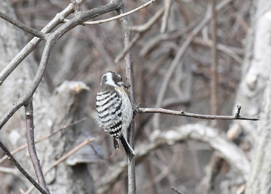 DSC_1542.JPG