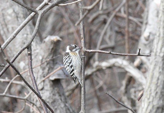 DSC_1544.JPG