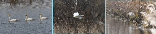 DSC_1002.JPG