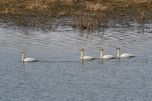 DSC_1014.JPG