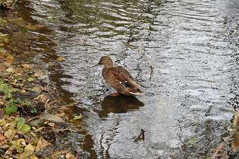 DSC_3973.JPG
