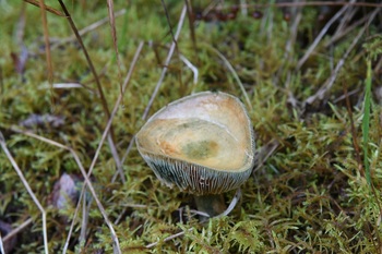 DSC_3355-4.JPG