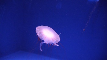 DSC_9951.JPG