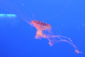 DSC_9961.JPG