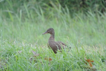 DSC_9150.JPG