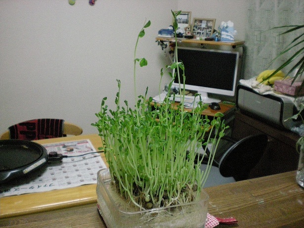 DSCN2822.JPG