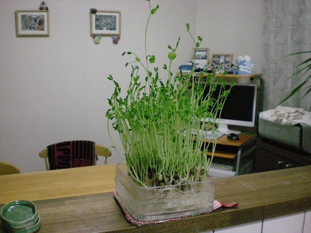 DSCN2878.JPG