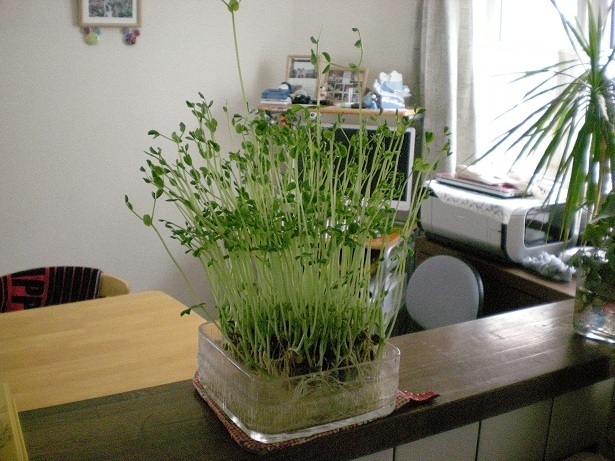DSCN2899.JPG